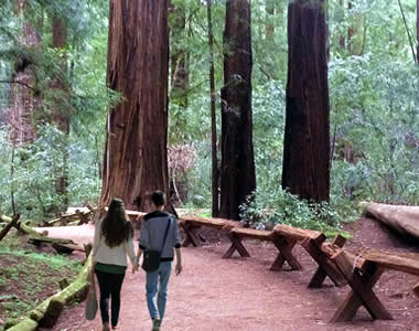 armstrong-woods-russian-river-valley-things-to-do sonoma wine country redwood forest