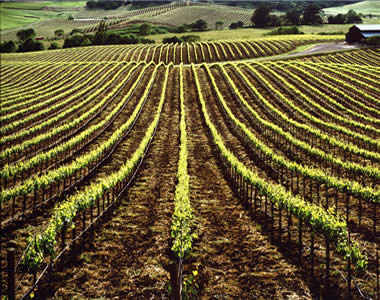 sonoma wine country vineyards