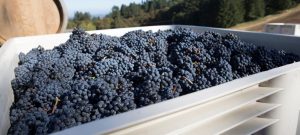 a bin of pinot noir grapes after harvest