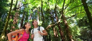 couple hiking in the redwoods looking up to the tops of the trees
