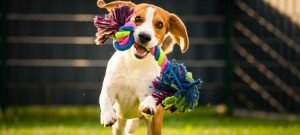 a beagle running in a dog park with a rope toy in its mouth